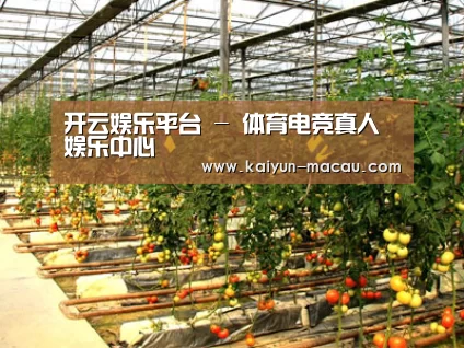 种植基地二(图1)
