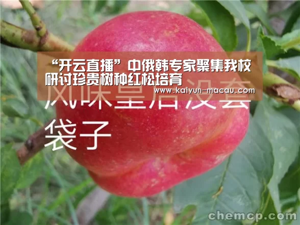 开云赛事